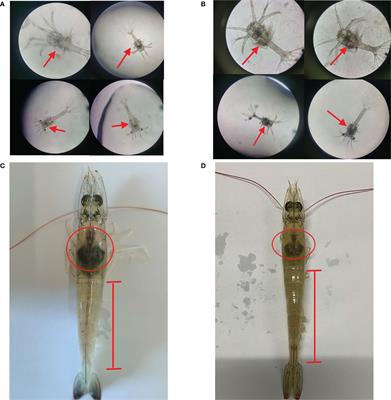 The transcriptome of Litopenaeus vannamei in zoea larvae and adults infected by Vibrio parahaemolyticus
